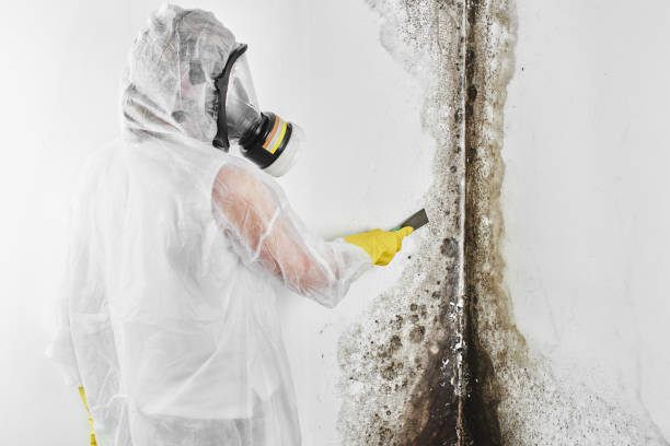 Best Commercial Mold Removal  in Gordon, PA