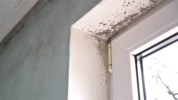 Best Mold Testing  in Gordon, PA
