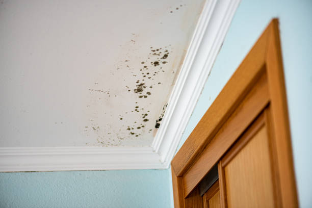 Best Local Mold Removal Service  in Gordon, PA