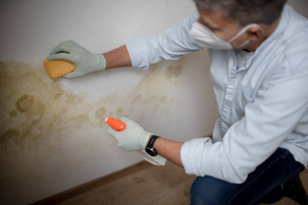 Best Mold Removal Company Near Me  in Gordon, PA