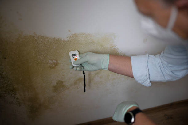 Mold Removal and Inspection in Gordon, PA