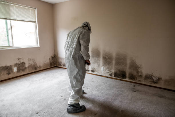 Best Mold Damage Repair  in Gordon, PA