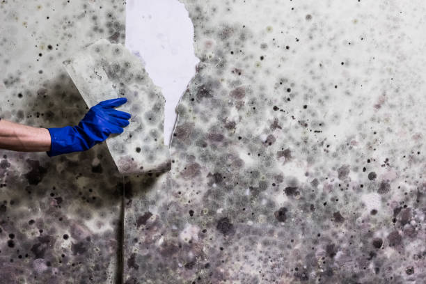 Best Black Mold Removal  in Gordon, PA