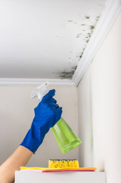 Best Black Mold Removal  in Gordon, PA