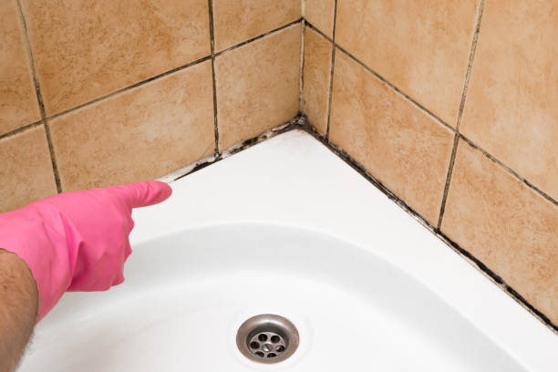 Professional Mold Removal in Gordon, PA